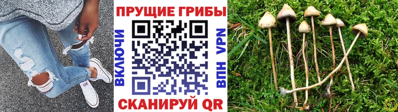 Псилоцибиновые грибы Cubensis  продажа наркотиков  Находка 
