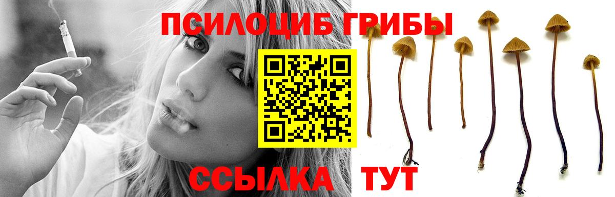 Псилоцибиновые грибы Psilocybe Находка